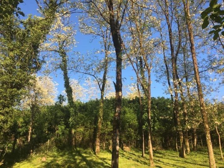 Martv'Elle Boutique Guesthouse Martwili Zewnętrze zdjęcie